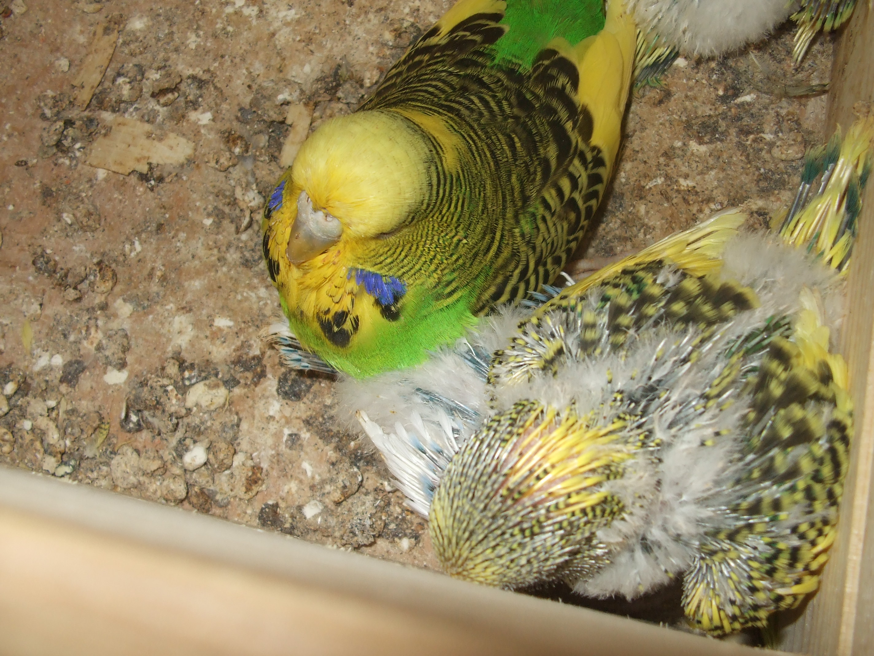 DSCF4620.JPG