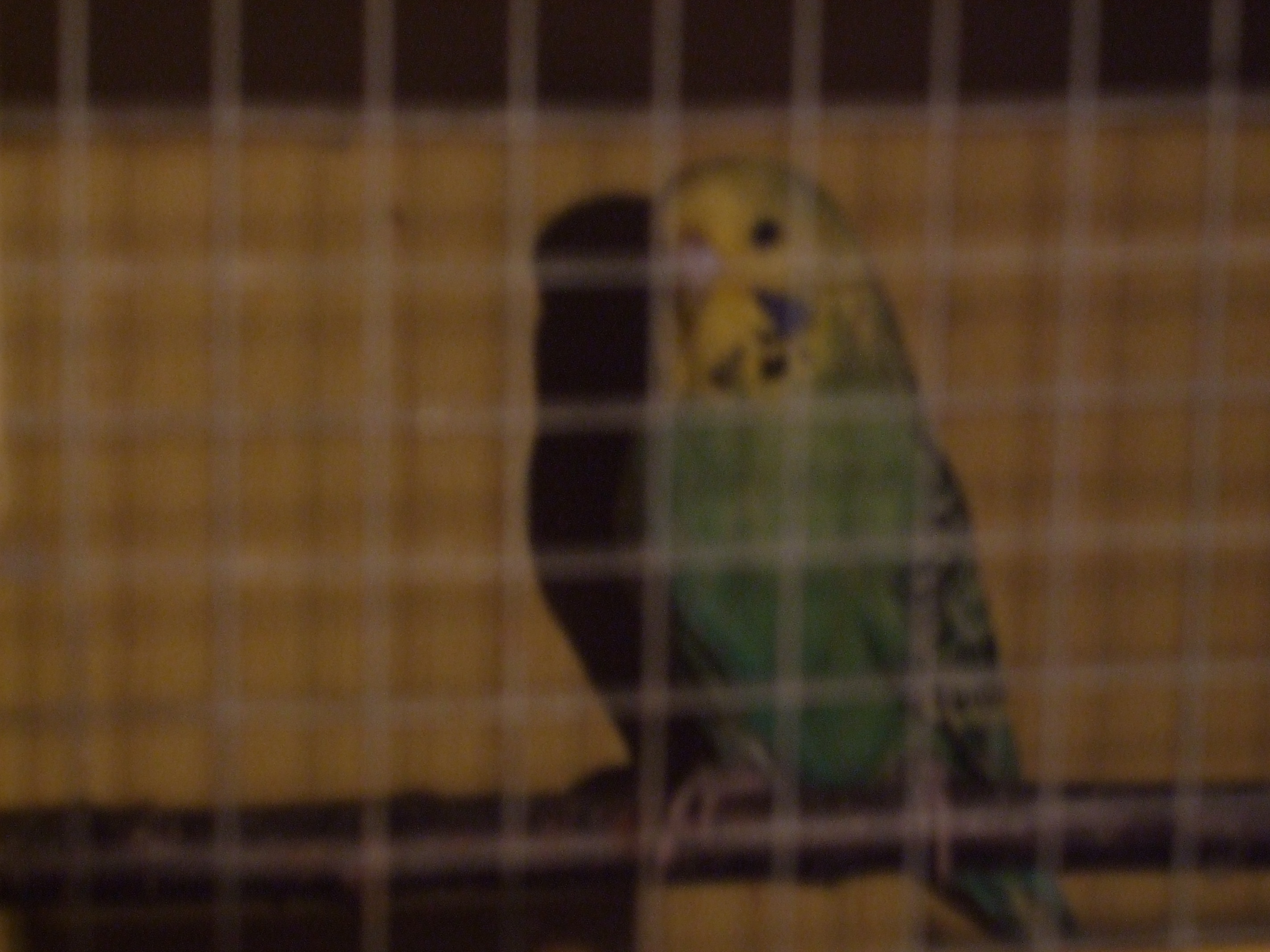 DSCF4594.JPG