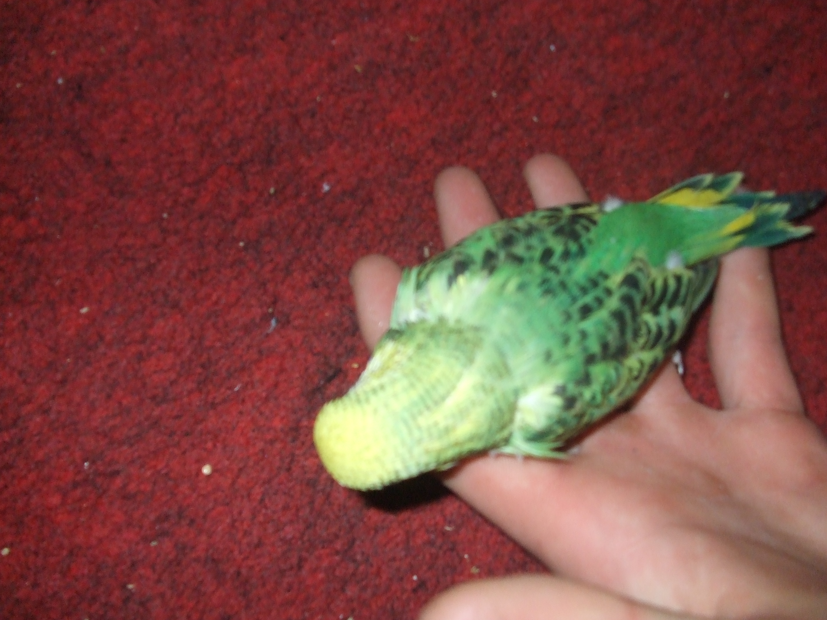 DSCF4585.JPG