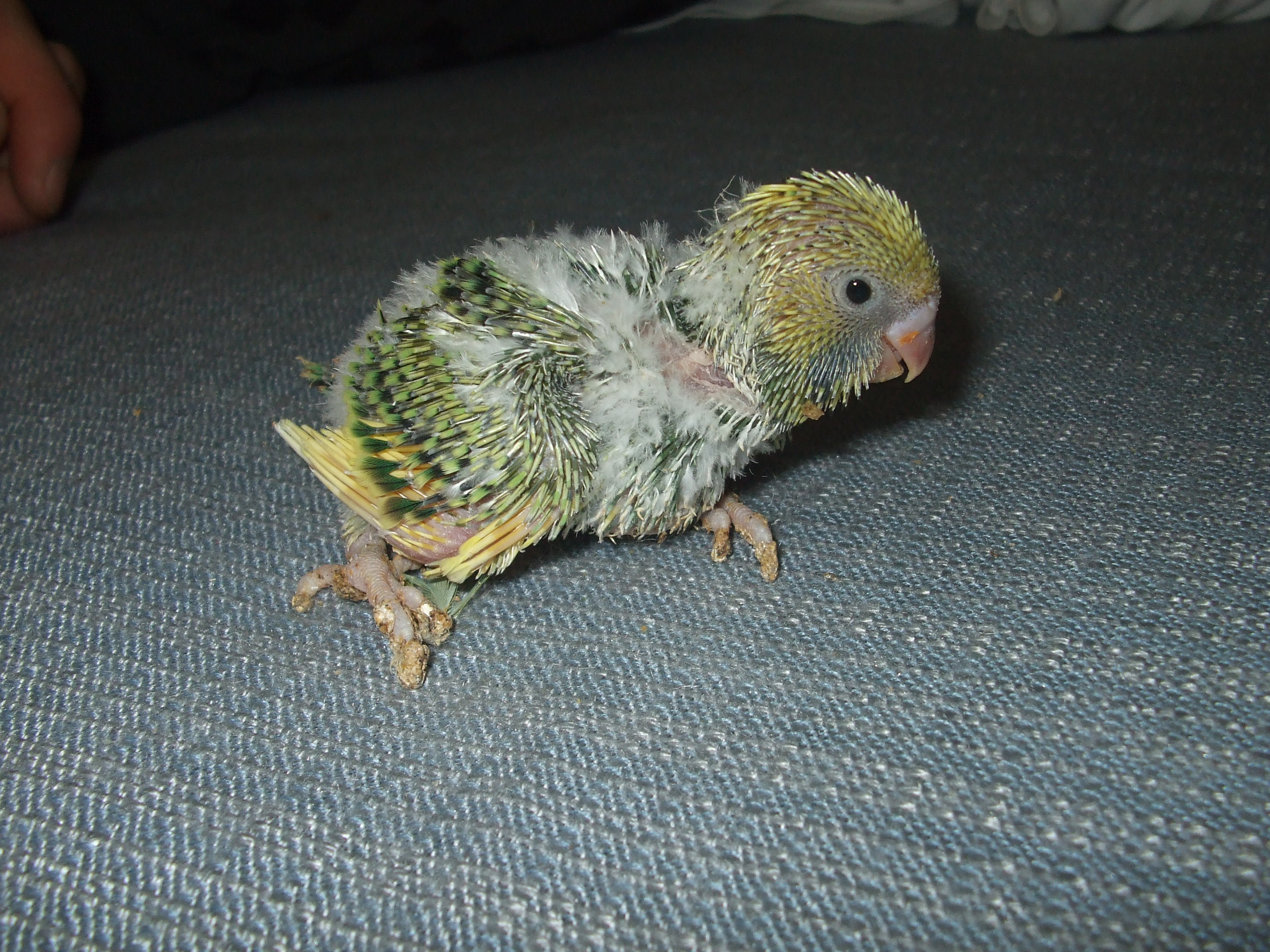 DSCF4617.JPG
