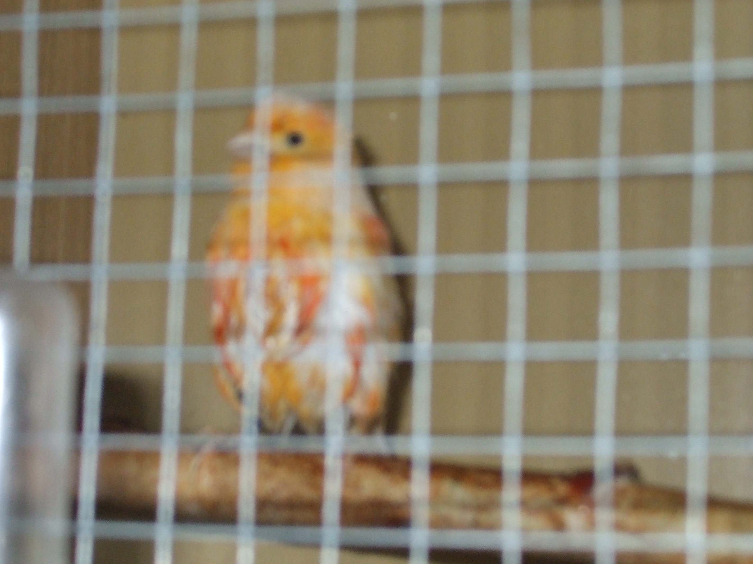 DSCF4604.JPG
