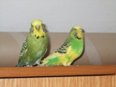 DSCF4101.JPG